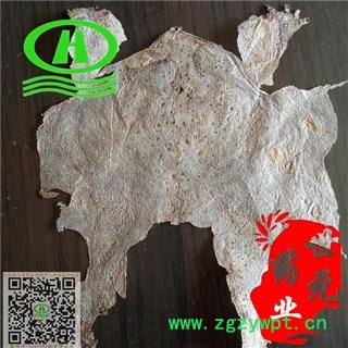 世元药业 蟾皮 蟾衣 正品 完整整张 蟾壳 蟾蜕 动物原药材 批发图2
