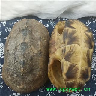 乌龟壳 整个乌龟壳  龟筒 草龟 产地 福建省图2