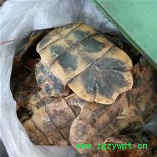 龟板 水龟板选货 产地 广东 华美中药 产地直销 重在品质图2