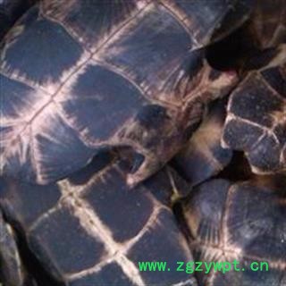 龟板 旱龟板 龟板专营！！精选货 产地直销一手货源 产地 湖北省图2