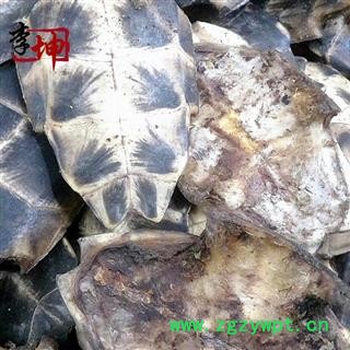【99包邮】旱龟板 统个（500g） 浙江产  龟甲【良心经营 绝不掺假】图4