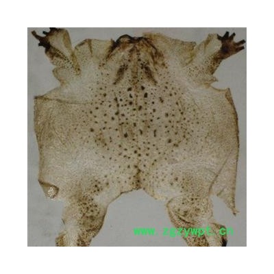 蟾皮 统货 产地 黑龙江省