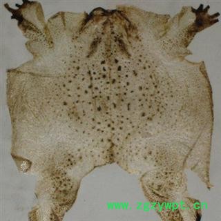 小丽百草行蟾皮 蟾衣  整张 个大