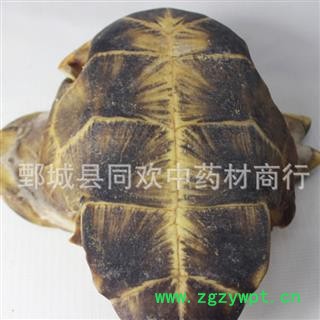 【正品旱龟板】@【同欢药材】中药材批发供应  规格齐全 量大从优 产地 湖北省图2