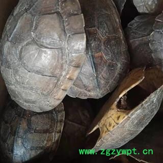 龟甲 龟板 乌龟壳  上下甲在一起  药用全龟甲 干度好  石金龟 产地 湖南省   统货图2