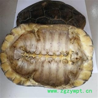 九盛堂中药材 龟甲 龟壳 龟上甲 龟板图4