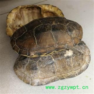 九盛堂中药材 龟甲 龟壳 龟上甲 龟板图2