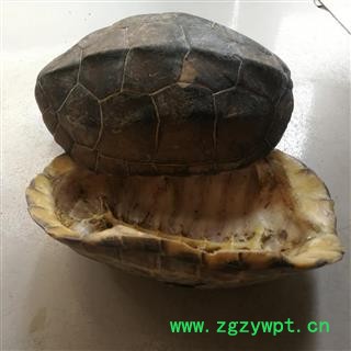 九盛堂中药材 龟甲 龟壳 龟上甲 龟板图3