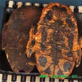 龟甲 龟板 龟板 龟板 产地 山东省图2