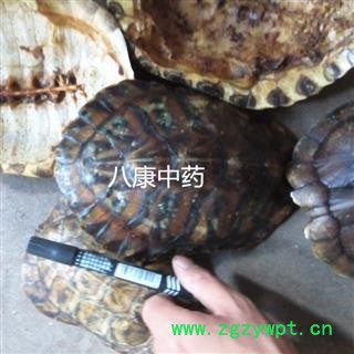 龟甲 巴西 龟壳  统图2