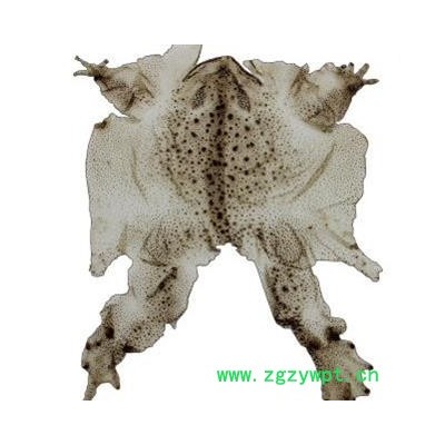 圣草康园蟾皮 蟾衣 优质 整张蟾衣 健康蟾衣 动物原药材 正品