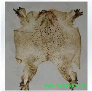 圣草康园蟾皮 蟾衣 优质 整张蟾衣 健康蟾衣 动物原药材 正品图2