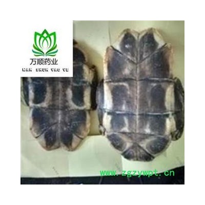 精品水龟板净货选货 质量好 价格低  规格齐全 产地 湖北省