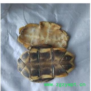 精品水龟板净货选货 质量好 价格低  规格齐全 产地 湖北省图2
