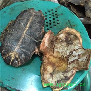 龟板 茗生春药材总公司 一手货源  7天无理由退换图2