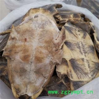 圣草康园龟板 龟甲新货 旱龟板选货 龟板 包含量 产地 湖北省图2