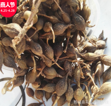 连翘 中药材 500克 连翘 【心稳中药】 青翘 供应零售 批发