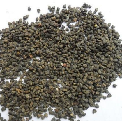 供应批发苘麻子图2