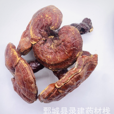 灵芝 木灵芝 种植灵芝个 选 产地 东北批发零售各种名贵中草药