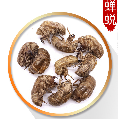 批发零售常用中药材 水洗蝉蜕 爬叉壳 金蝉壳 500g 产地山东 蝉蜕图3