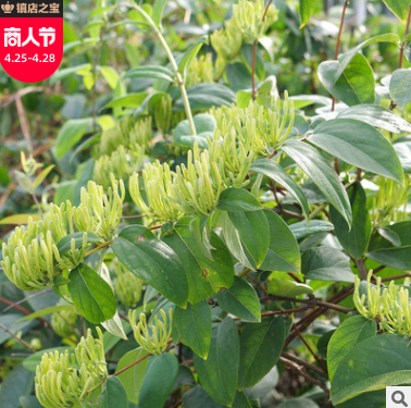湖南原产地四季适用绿版金银花 花草泡水食用散装山银花500g批发图3