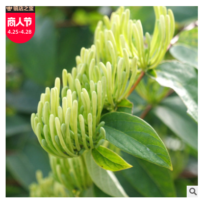 湖南原产地四季适用绿版金银花 花草泡水食用散装山银花500g批发