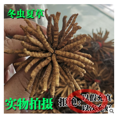 中药材 批发 冬虫夏草 虫草 产地 各种规格 4000条一公斤