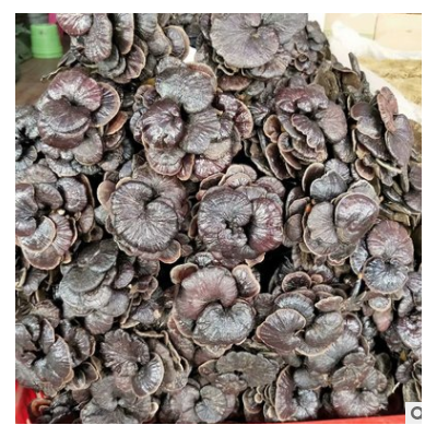 小灵芝 竹灵芝 竹芝