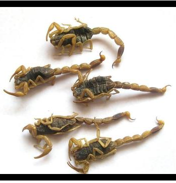 中药材批发 野生清水全蝎 新货正品蝎子干净蝎子一公斤包邮