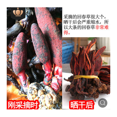 新货500g回春草不老草顶天柱泡酒料风流果锁阳肉苁蓉男性肾滋补酒