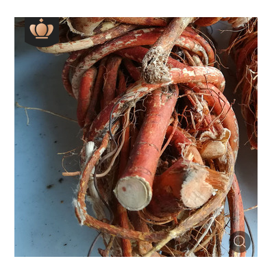 广西五指牛奶五指毛桃根煲汤药膳牛奶树根药材養生农家晒干