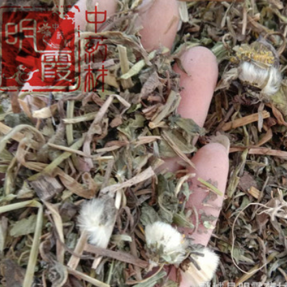 明霞中药材批发 供应中药材【蒲公英】段无硫蒲公英1000克图2