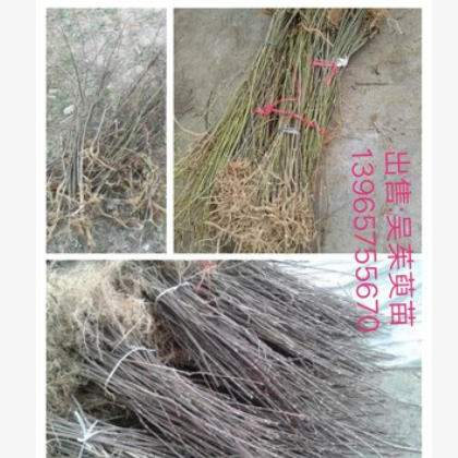 正宗江西吴茱萸苗中花树苗扦插苗 枝条 种苗正宗江西中花送生根粉图2