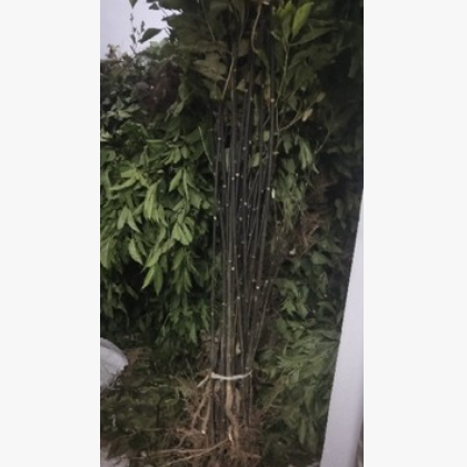 正宗江西吴茱萸苗 中花 树苗 扦插苗 枝条 种苗 正宗 江西中花图2