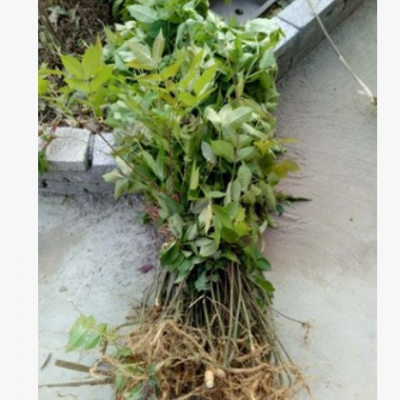 正宗江西吴茱萸苗 中花 树苗 扦插苗 枝条 种苗 正宗 江西中花