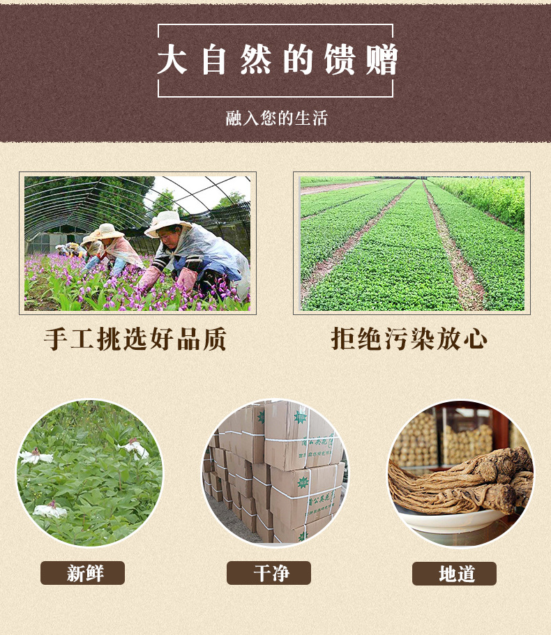 四川中药材平贝-松贝母散装批发尖贝怀中抱月贝可打贝母粉_04