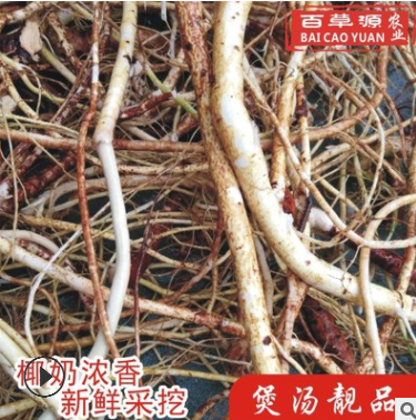 新鲜五指毛桃根鲜货500g(纯根不带树头)种植生鲜五爪龙煲汤泡酒料图2