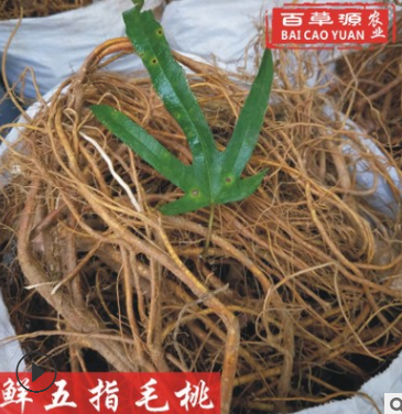 新鲜五指毛桃根鲜货500g(纯根不带树头)种植生鲜五爪龙煲汤泡酒料图3