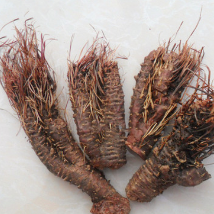 中药材 凤尾七根 凤凰草根 小丛红景天 香景天 凤尾草根图2