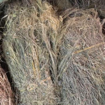 中药材 金丝草 毛毛草 笔仔草 黄毛草 猫仔草 墙头竹 量大从优