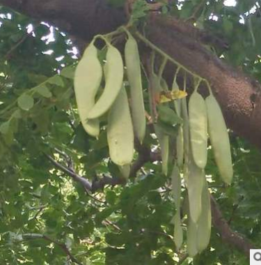 新货供应调味香料茴香 小茴香烧烤十三香粉原料散装批发量大从优图2