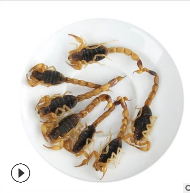 批发 蝎子 供应蒙山全蝎 足 沂蒙全蝎 干蝎子 全虫