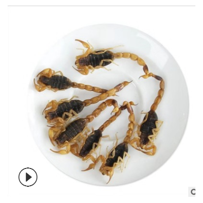 批发 蝎子 供应蒙山全蝎 足 沂蒙全蝎 干蝎子 全虫