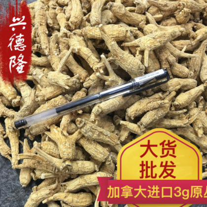 加拿大西洋参3克原丛 原颗花旗参整枝 货源批发 西洋参段可代切片