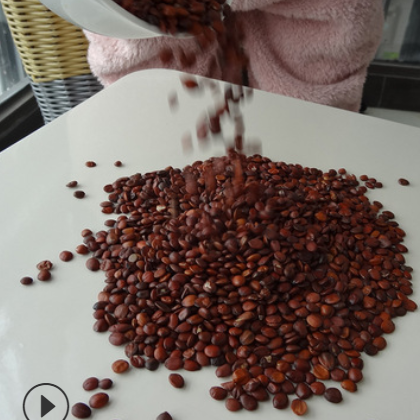 现货供应酸枣仁 产地直营货源中药材酸枣仁 枣仁酸枣仁图2