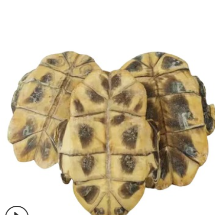 散装 中药材鳖甲 甲鱼壳 生鳖甲　 农产品初加工批发量大从优龟板图2