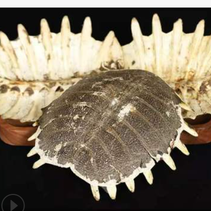 散装 中药材鳖甲 甲鱼壳 生鳖甲　 农产品初加工批发量大从优龟板图3