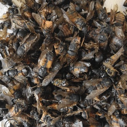 牛虻虫niumangchong产地安徽亳州6月产新750元包邮图2