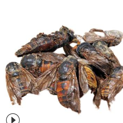 牛虻虫niumangchong产地安徽亳州6月产新750元包邮图3