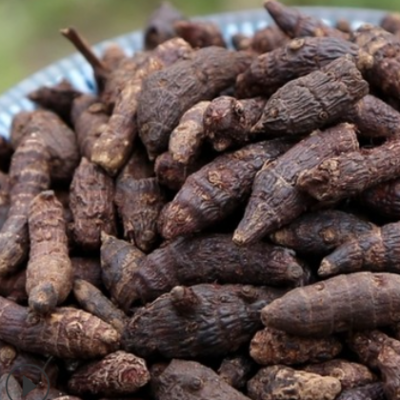 香附子 xiangfuzi 产地广东湛江市 11月产地 12元每公斤包邮